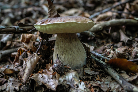 Mushroom, boletus edulisの写真素材