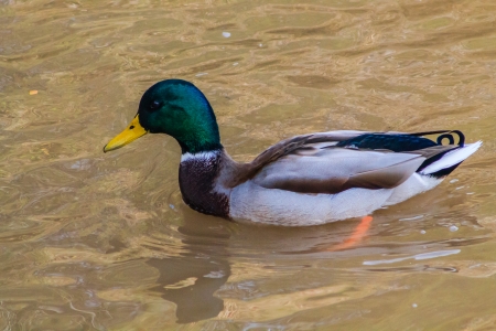 duck bandingの写真素材