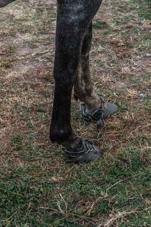 chained horseの写真素材