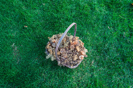 grass textureの写真素材