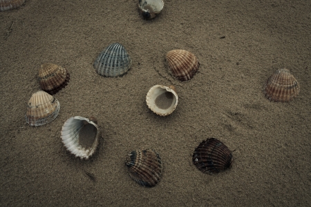 shells on the beachの写真素材