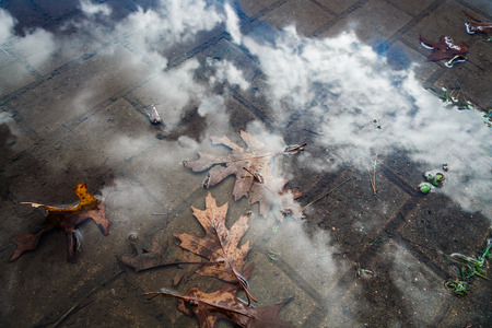 dried leavesの写真素材