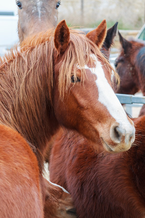 Looking for a horseの写真素材