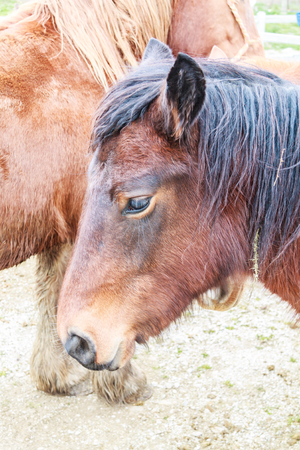 Looking for a horseの写真素材