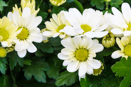 mixed flowersの写真素材