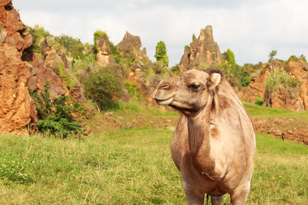 Close-up camelus dromedariusの写真素材