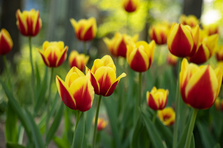 Field, flower bed with red tulips with yellow pattern in the garden. Beautiful tulips flower in field at winter or spring day for postcard beauty and agriculture concept design.の写真素材