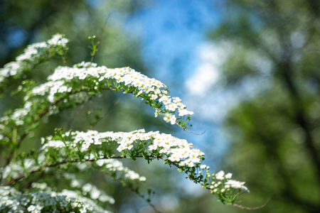 Abstract white flowers on a spirea branch from focusの写真素材