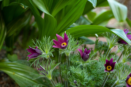 Botanical rarity wonderful maroon spring Anemones in the morning garden on a bright sun blurred background. Pulsatilla Bright and fluffy flowers Sleep-grass Anemone Buttercup early spring narrow focusの写真素材