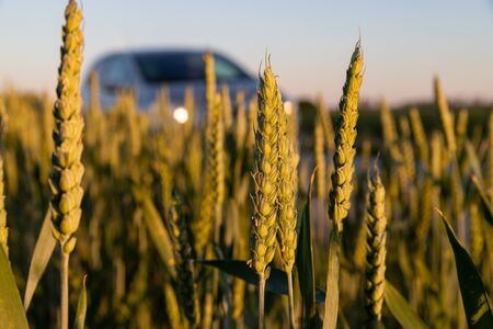 Ripening green wheat ears at sunset in early summer Beautiful Natural Landscape. Rich harvest...