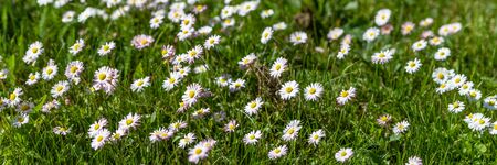 Beautiful floral background of wild flowers of chamomile officinalis on a green meadow with a beautiful light effect. Daisy Flower - Chamomileの写真素材
