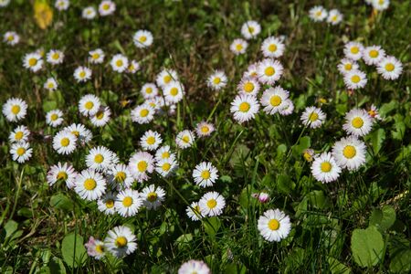 Beautiful floral background of wild flowers of chamomile officinalis on a green meadow with a beautiful light effect. Daisy Flower - Chamomileの写真素材