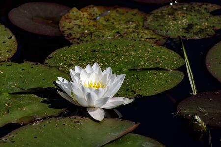 White Lily in the water of a forest lake overgrown with green leaves on a Sunny summer dayの写真素材