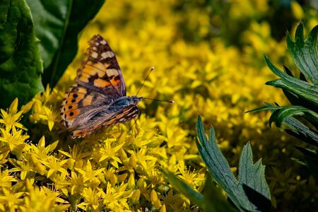 Red-brown butterfly Papilio urticae, or the Little Turtle, Mining Turtle sitting on yellow flowers of Sedum close-upの写真素材