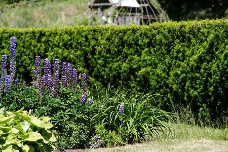 Garden landscape. Evergreen hedge of juniper and flowerbed with lupines, hosts and lavender on the green lawn in early summerの写真素材