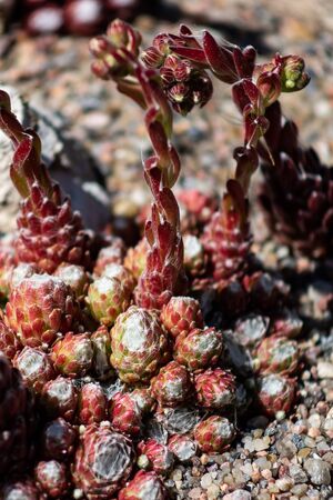 Macro photo of Sempervivum flower Sempervivum arachnoideum ,Sempervivum tectorum Great healthy plant for herbal medicineの写真素材
