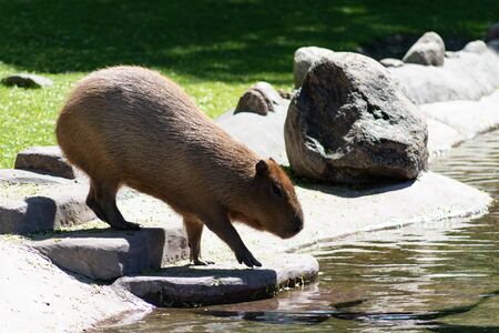 funny animal capybara from South America swimming in the pond and basking in the sunの写真素材