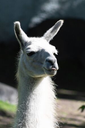 domesticated pack animal fluffy white Lama photographed in the spring close-upの写真素材