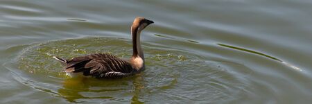 Swan goose rare bird listed in the international red book floats on a green pondの写真素材
