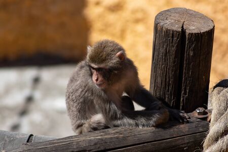 naughty Japanese monkey sad sitting alone,, springの写真素材