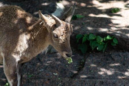 East caucasian tur mountain goat rare species endangered close-upの写真素材
