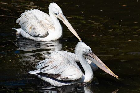 Dalmatian Pelican Pelecanus crispus with fluffy feathers on his head swims in the pondの写真素材