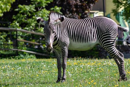 Beautiful striped Zebra grazing on a green meadow with dandelions on a Sunny spring dayの写真素材