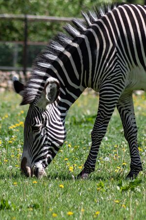 Beautiful striped Zebra grazing on a green meadow with dandelions on a Sunny spring dayの写真素材