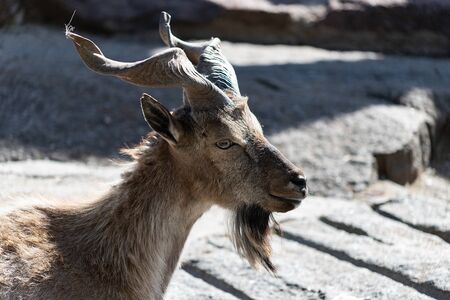 Markhor, also known as the screw horn goat Capra falconeri portrait close-upの写真素材