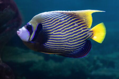 Funny exotic colorful fish in the aquarium, the inhabitants of coral reefsの写真素材