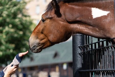 The child's hand touches the muzzle of the horse with your hand. Trust and friendship of people and animalsの写真素材