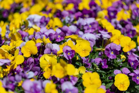 The beautiful Pansy flowers have a soft and attractive beauty. Pansies are a delightful wonder of nature, which is hard to stop looking atの写真素材