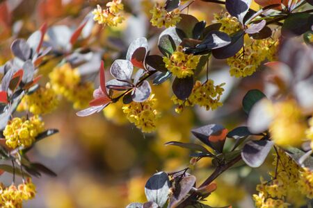 Purple leaves on a Bush of barberry Tunberg, Japanese or red Berberidaceae Selective focusの写真素材
