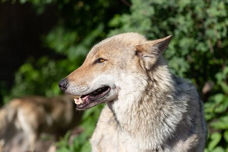 Beautiful and dangerous Grey Wolf Animal shot close-upの写真素材