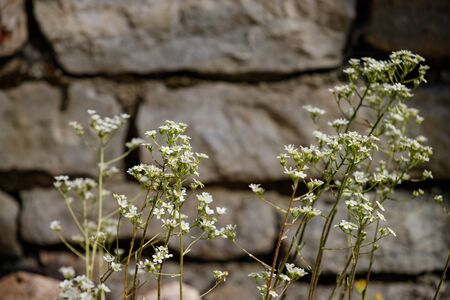 Stone wall and small white flowers, suitable for background