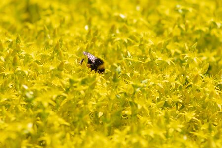 Sedum acre, Golden moss stonecutter or stonecrop caustic, known as Yellow roseの写真素材