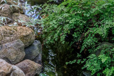 Maiden fern by the stream on the background of stones and tradescantia. The idea of a summer garden...