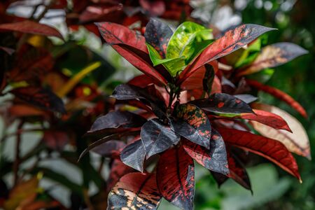 Codiaeum variegatum Mrs Iceton, croton, motley laurel, croton garden, orange jasmine . Outstanding...