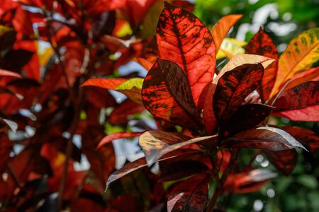 Codiaeum variegatum Mrs Iceton, croton, motley laurel, croton garden, orange jasmine . Outstanding colorful, multicolor and leaf-shaped texture. Ornamental plants. close up, natural sunlightの写真素材