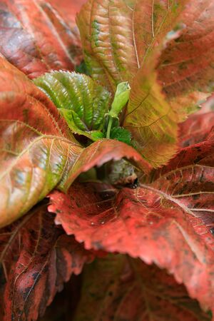 Red-hot cat's tail Latin name Acalypha hispida. The red flowering tails of the Acalypha hispida....