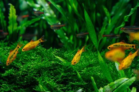 Green beautiful planted tropical freshwater aquarium with different fish