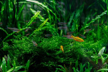 Green beautiful planted tropical freshwater aquarium with different fishの写真素材