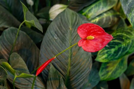 Red Anthuriums, Anthurium andreanum, tropical plant in green leafy background.