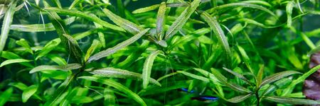Green beautiful planted tropical freshwater aquarium with different fishの写真素材