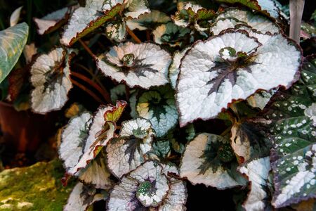 Begonia deliciosa is a popular home plant, bright leaves of different types of begonias are shot...