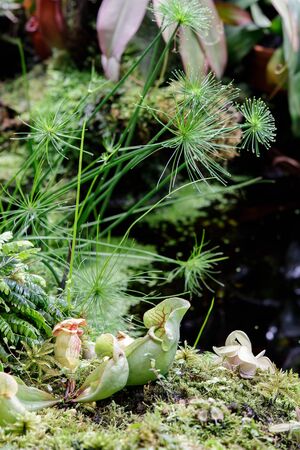 Round-leaved sundew, Drosera rotundifolia, in peatmoss, Sundew, or dew plant, or lustwort, in a...