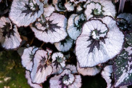 Begonia deliciosa is a popular home plant, bright leaves of different types of begonias are shot...