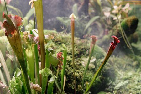 Sarracenia leucophylla, Sarraceniaceae, North America Southeastern. Exotic flower. Carnivorous...