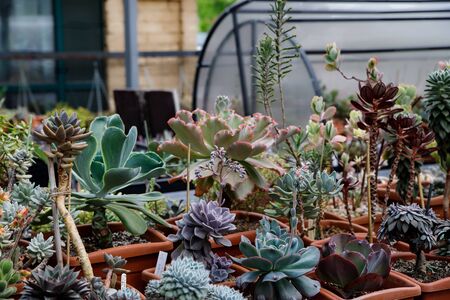 Various colored cacti plants in a greenhouse. Various cacti on the shelf in the store. Decorative small cacti in small pots of different types. Plants backgroundの写真素材
