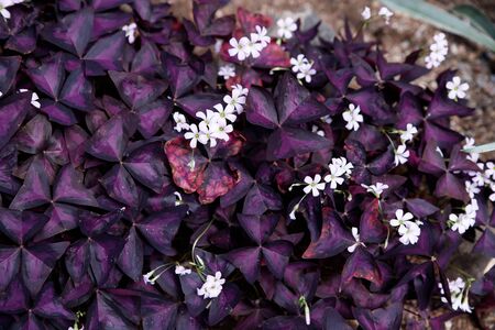 Tropical leaves texture, purple leaf thorn foliage, ornamental plant,nature background